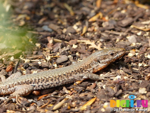 FZ017243 Viparous Lizard (Zootoca vivipara)